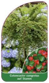 etykieta-szkolkarska-cotoneaster-congestus-auf-stamm
