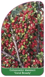 etykieta-szkolkarska-cotoneaster-dammeri-coral-beauty