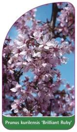 etykieta-szkolkarska-prunus-kurilensis-brilliant-ruby
