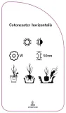 etykieta-szkolkarska-cotoneaster-horizontalis-stan-nowy