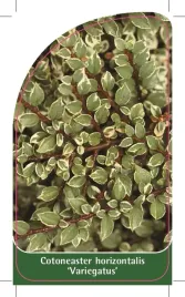 etykieta-szkolkarska-cotoneaster-horizontalis-variegatus