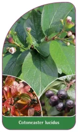 etykieta-szkolkarska-cotoneaster-lucidus