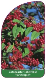 etykieta-szkolkarska-cotoneaster-salicifolius-parkteppich