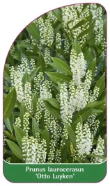 etykieta-szkolkarska-prunus-laurocerasus-otto-luyken-b