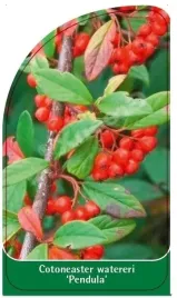 etykieta-szkolkarska-cotoneaster-watereri-pendula-b
