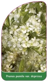 etykieta-szkolkarska-prunus-pumila-var-depressa