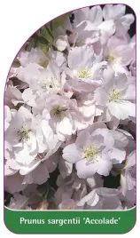 etykieta-szkolkarska-prunus-saragentii-accolade