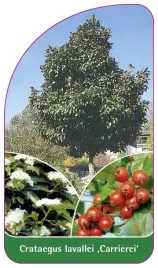 etykieta-szkolkarska-crataegus-lavallei-carrierei