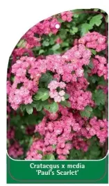 etykieta-szkolkarska-crataegus-x-media-paul-s-scarlet