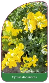 etykieta-szkolkarska-cytisus-decumbens