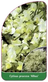 etykieta-szkolkarska-cytisus-praecox-albus