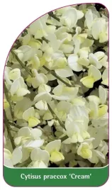 etykieta-szkolkarska-cytisus-praecox-cream