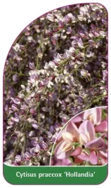 etykieta-szkolkarska-cytisus-praecox-hollandia