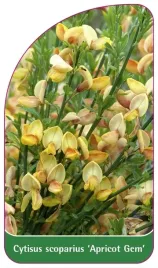 etykieta-szkolkarska-cytisus-scoparius-apricot-gem