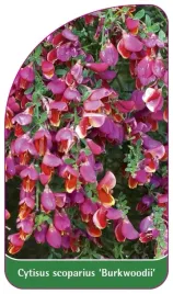 etykieta-szkolkarska-cytisus-scoparius-burkwoodii