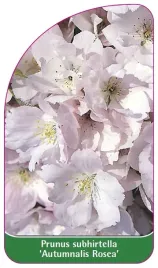 etykieta-szkolkarska-prunus-subhirtella-autumnalis-rosea