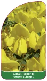 etykieta-szkolkarska-cytisus-scoparius-golden-sunlight