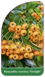 etykieta-szkolkarska-pyracantha-coccinea-firelight