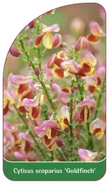 etykieta-szkolkarska-cytisus-scoparius-goldfinch