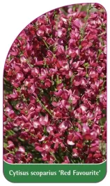 etykieta-szkolkarska-cytisus-scoparius-red-favourite