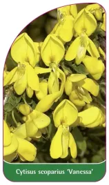 etykieta-szkolkarska-cytisus-scoparius-vanessa