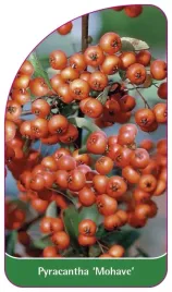 etykieta-szkolkarska-pyracantha-mohave