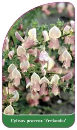 etykieta-szkolkarska-cytisus-scoparius-zeelandia