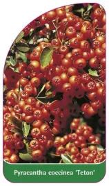 etykieta-szkolkarska-pyracantha-teton