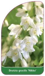 etykieta-szkolkarska-deutzia-gracialis-nikko