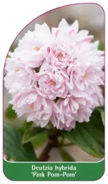 etykieta-szkolkarska-deutzia-hybrida-pink-pom-pom