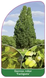 etykieta-szkolkarska-quercus-robur-fastigiata