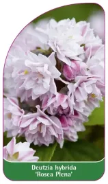 etykieta-szkolkarska-deutzia-hybrida-rosea-plena