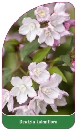 etykieta-szkolkarska-deutzia-kalmiiflora
