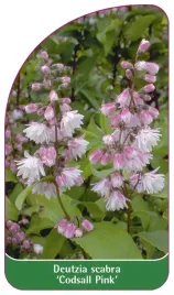 etykieta-szkolkarska-deutzia-scabra-codsall-pink