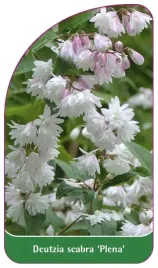 etykieta-szkolkarska-deutzia-scabra-plena