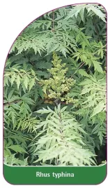 etykieta-szkolkarska-rhus-typhina