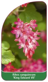 etykieta-szkolkarska-ribes-sanguineum-king-edward-vii-b