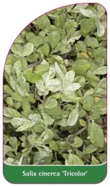 etykieta-szkolkarska-salix-cinerea-tricolor