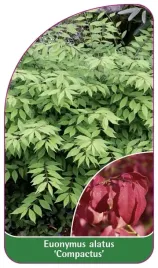 etykieta-szkolkarska-euonymus-alatus-compactus