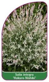 etykieta-szkolkarska-salix-integra-hakuro-nishiki-standard