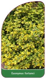 etykieta-szkolkarska-euonymus-fortunei-a