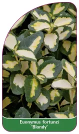etykieta-szkolkarska-euonymus-fortunei-blondy