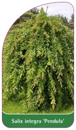 etykieta-szkolkarska-salix-integra-pendula