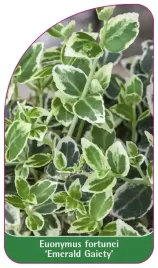 etykieta-szkolkarska-euonymus-fortunei-emerald-gaiety-a
