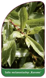 etykieta-szkolkarska-salix-melanostachys-kurome