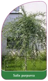etykieta-szkolkarska-salix-purpurea-b