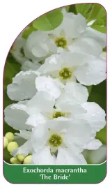 etykieta-szkolkarska-exochorda-macrantha-the-bride