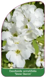 etykieta-szkolkarska-exochorda-serratifolia-snow-queen