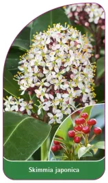 etykieta-szkolkarska-skimmia-japonica