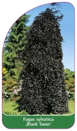 etykieta-szkolkarska-fagus-sylvatica-black-swan